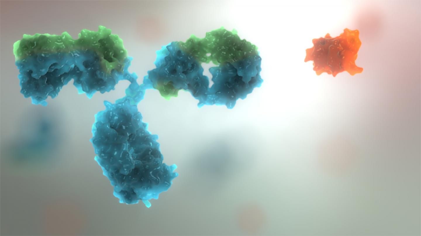 Rockland Epi-Plus? Antibodies-组蛋白修饰抗体