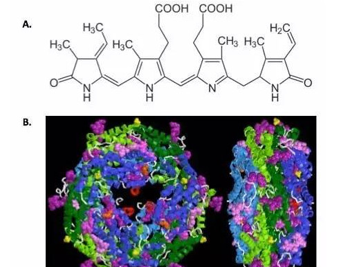 藻红素及其辅因子结构示意图