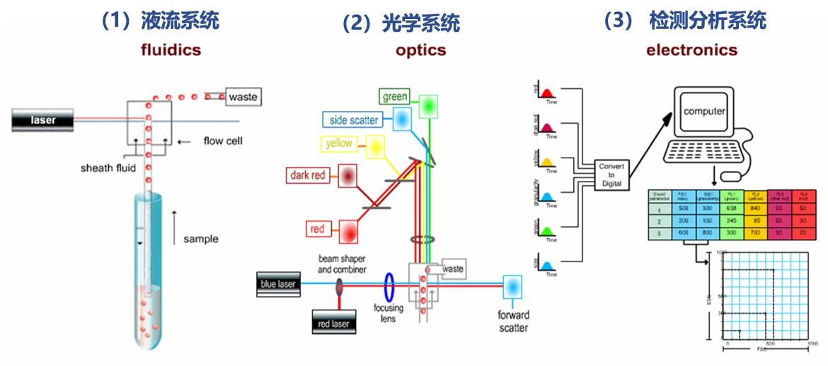 流式细胞仪系统组成示意图