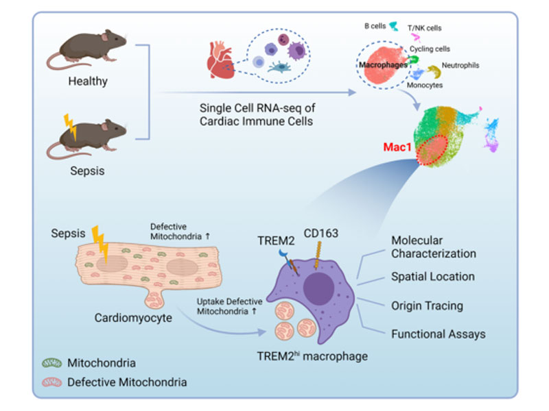 Read more about the article 新发现：脓毒症心肌病治疗关键免疫细胞亚群 - 高表达TREM巨噬细胞