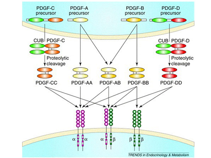 Read more about the article ELISA系列丨血小板衍生生长因子PDGF家族