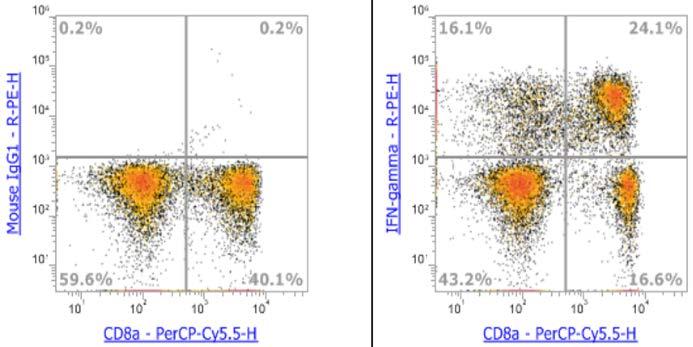 Anti-Human IFN-γ, PE (Clone:4S.B3) 流式抗体 - 结果示例图片