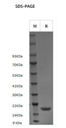 Recombinant Human LIF