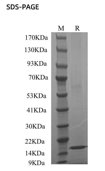 Recombinant Human IL-33