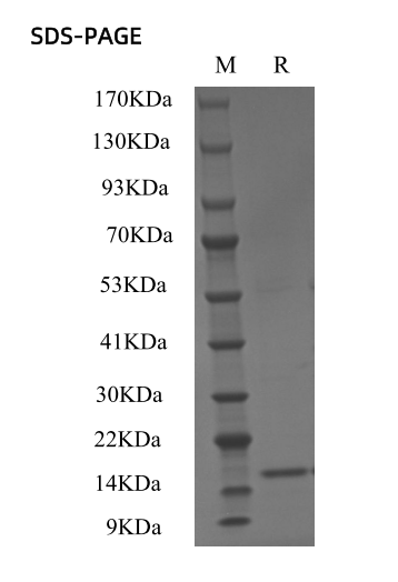 Recombinant Mouse IL-2