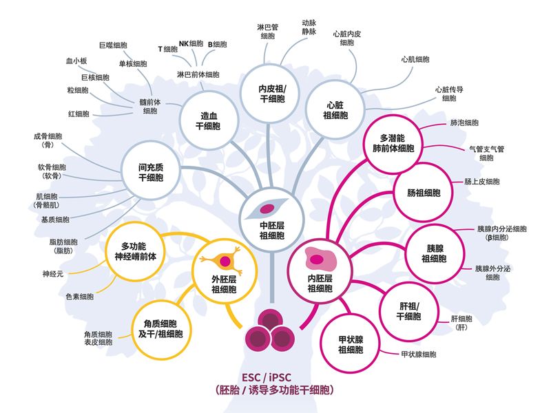 Read more about the article 胚胎/诱导多能性干细胞（ESC/iPSC)