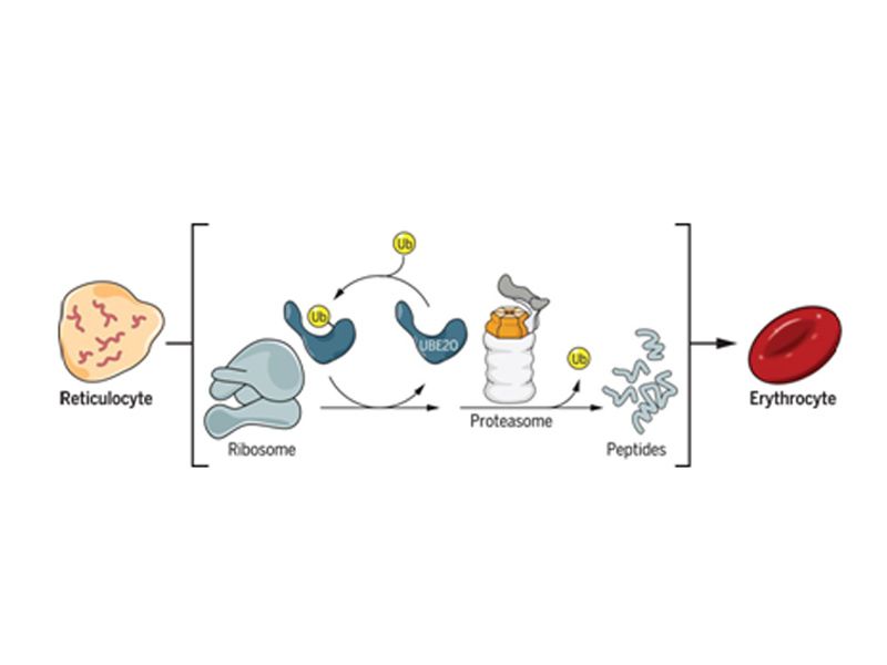 Read more about the article 红细胞末分化期间 UBE2O会重建蛋白质组