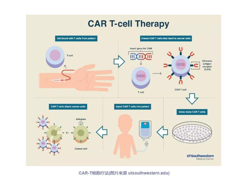 Read more about the article 罕见免疫细胞竟是阻止癌症扩散的有力武器