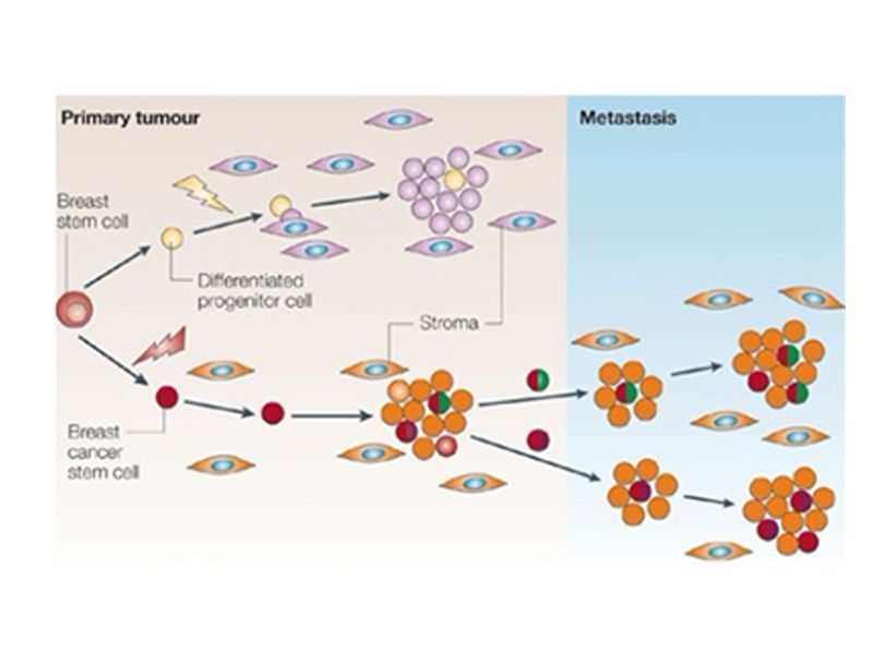 Read more about the article 解析：肿瘤干细胞Cancer Stem Cell,CSC