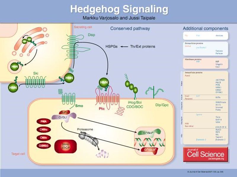 Read more about the article PeproTech Hedgehog信号通路小分子产品