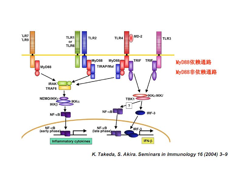 Read more about the article Toll like receptor完全解决方案