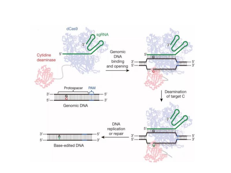Read more about the article 预测：生物科研黑科技单碱基编辑技术