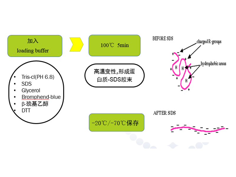 Read more about the article Western Blot常见问题分析与解决在线讲座预告