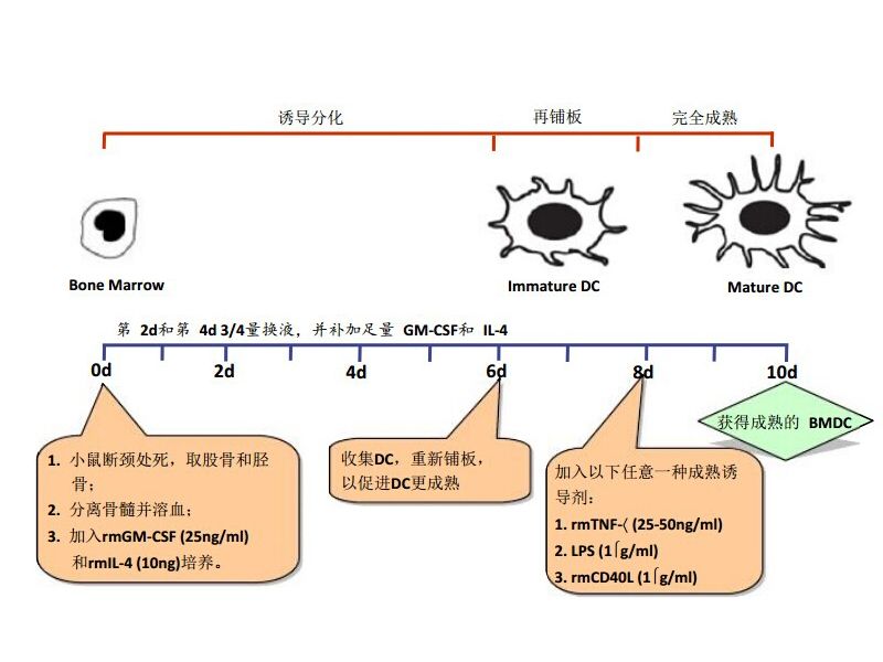 Read more about the article 小鼠骨髓来源树突状细胞(BMDC)制备方法简图