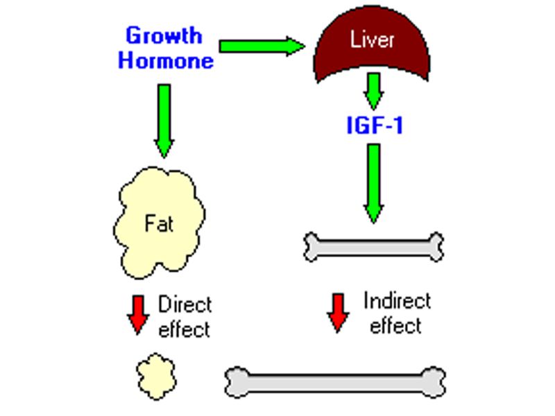 Read more about the article 和记娱乐官网app,和记官方平台,和记网址官方推荐：人Growth Hormone ELISA检测试剂盒