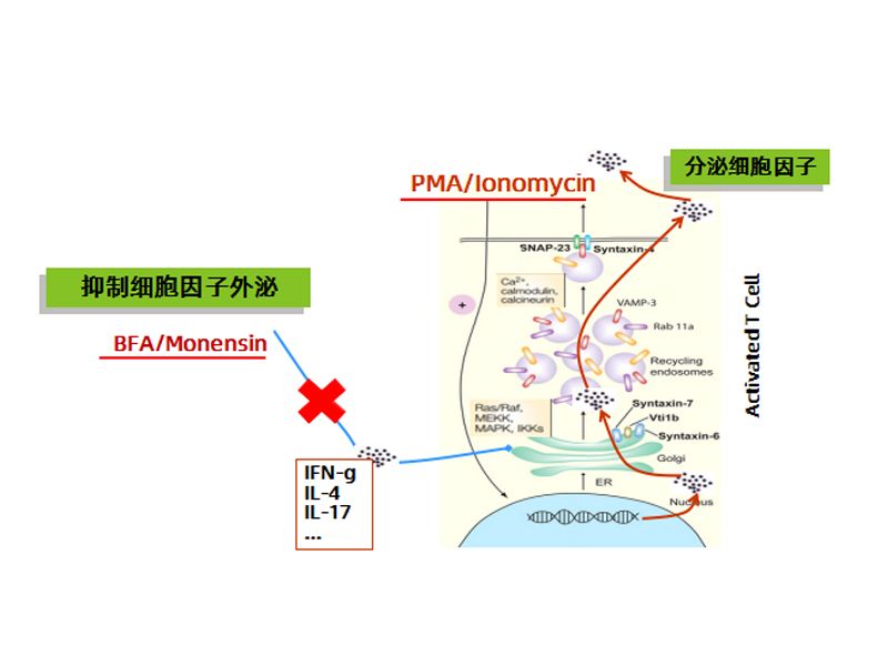 Read more about the article 你用刺激阻断剂了吗？