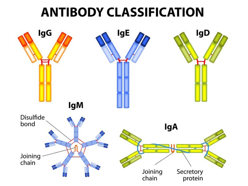 Read more about the article 免疫球蛋白IgA/D/E/G/M有什么区别？