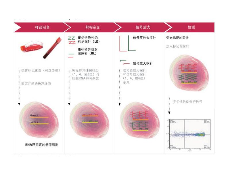 Read more about the article 适用于流式细胞仪的新型多重RNA原位杂交分析