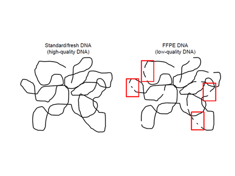 Read more about the article FFPE样本保存久了，提出来的DNA还能用吗?