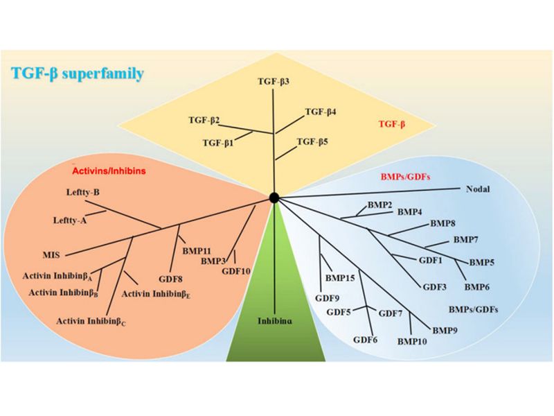 Read more about the article 骨形态发生蛋白（BMPs）属于TGF-β超家族，你知道吗？
