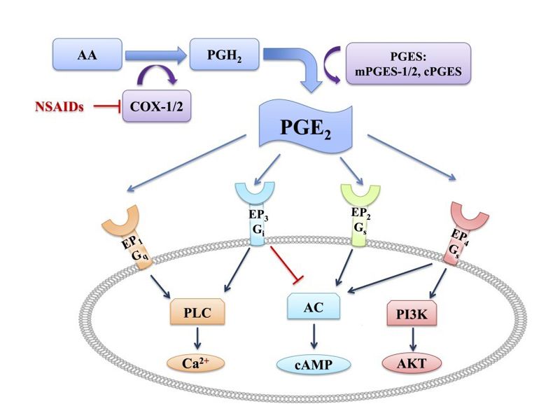 Read more about the article 前列腺素E2（PGE2）ELISA Kit来了