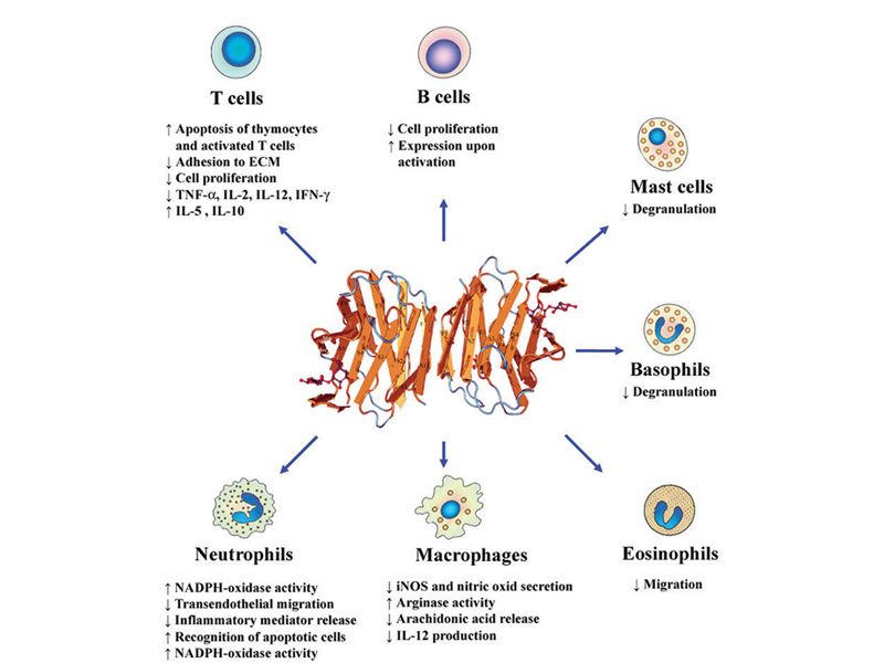 Read more about the article 9月ELISA新品之万金油Galectin-1