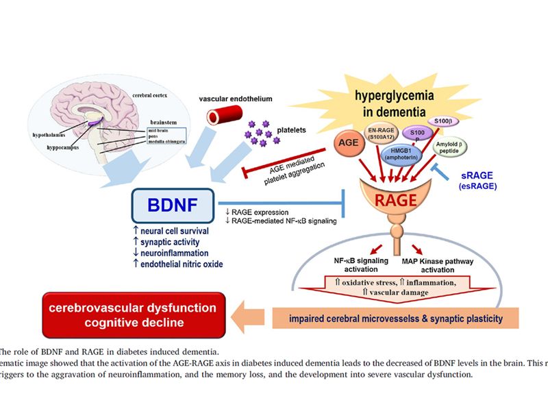 Read more about the article 想要在科研圈混，你不可不知的BDNF与RAGE基因