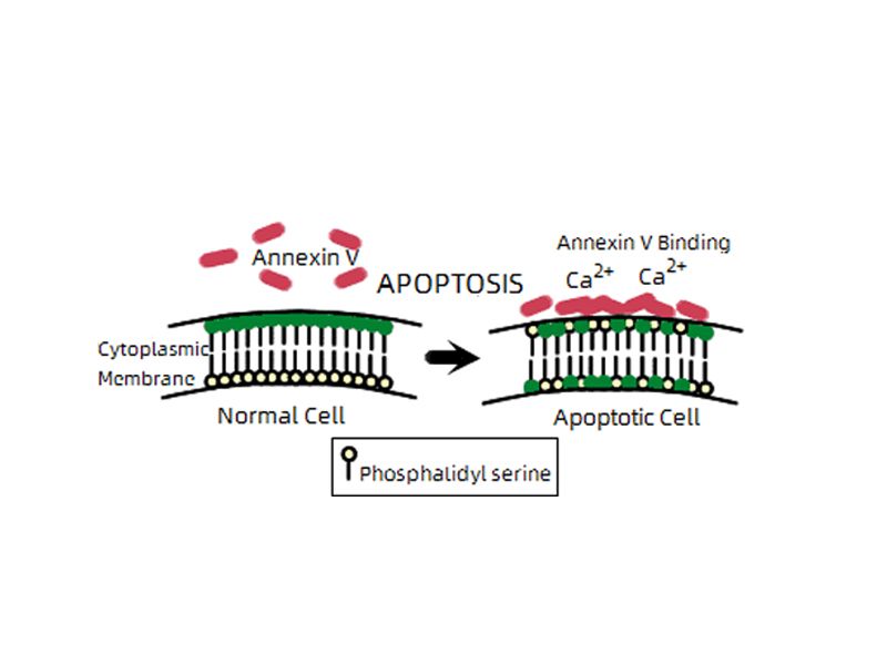 凋亡细胞检测方法知多少