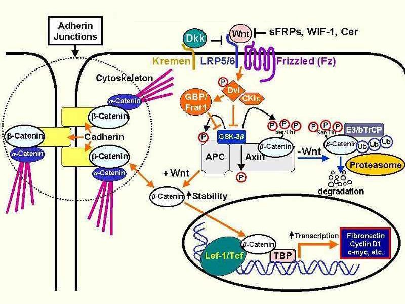 Read more about the article 分泌型糖蛋白DKK1 -ELISA疾病研究因子