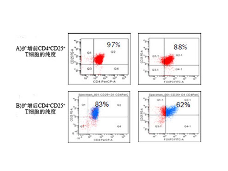 Read more about the article 美天旎：调节性T细胞（Treg）分选与扩增