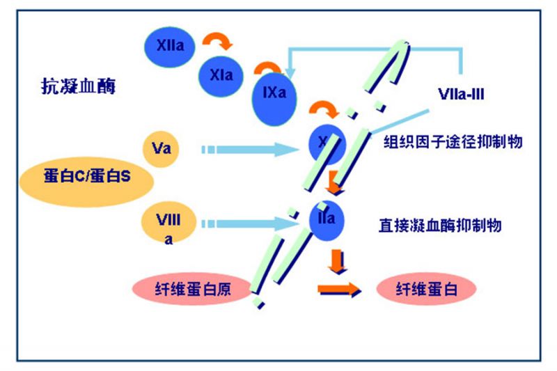 Read more about the article 抗凝血酶III肿瘤标志物-ELISA 疾病研究因子