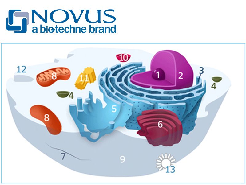 Read more about the article Novus细胞器标记抗体大全