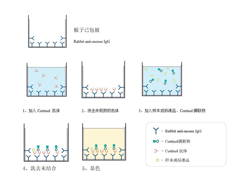 Read more about the article 和记娱乐官网app,和记官方平台,和记网址官方生物「皮质醇竞争法ELISA试剂盒」强势推出