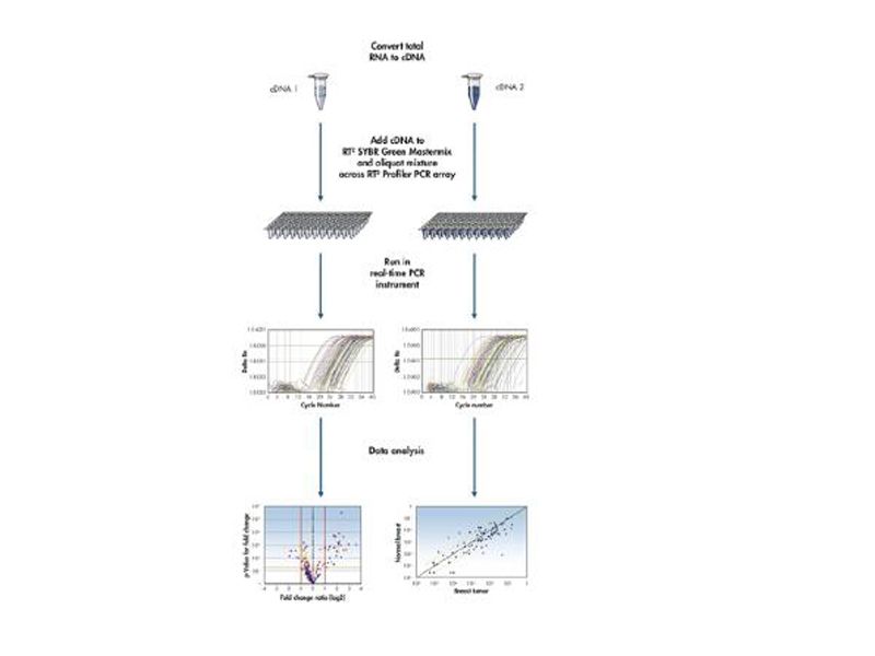 Read more about the article QIAGEN RT2 lncRNA PCR Arrays &amp; Assays