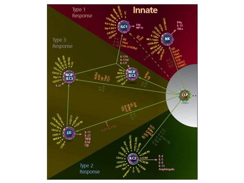 Read more about the article 科学答疑：固有淋巴细胞知多少？