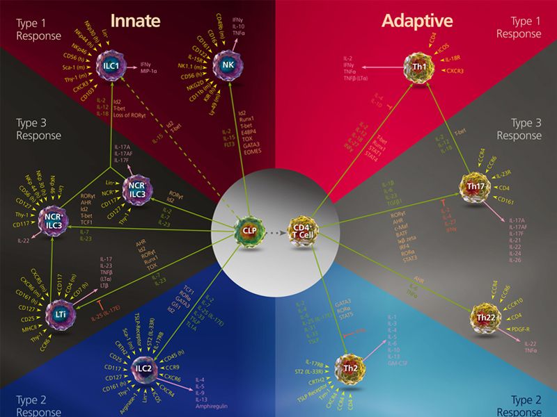 Read more about the article ILC and T Helper Cell Subsets