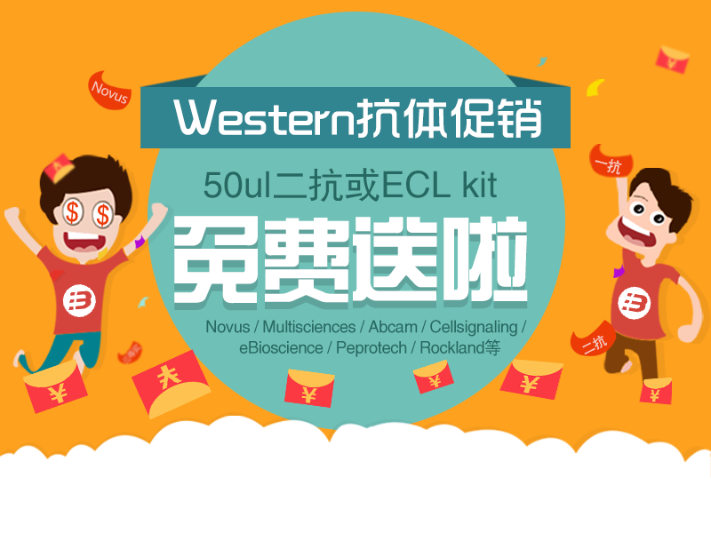 Read more about the article Western blot抗体大促销：ECL或二抗免费送啦