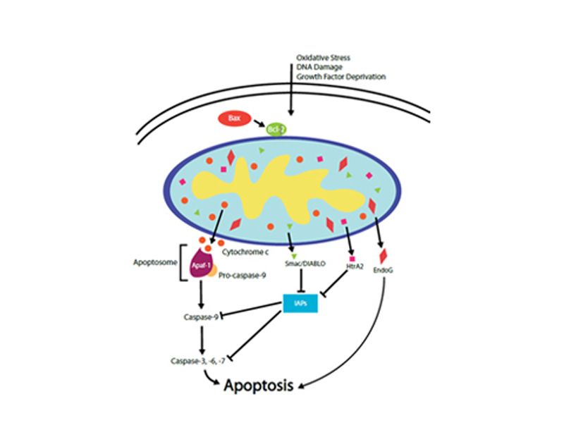 Read more about the article Novus凋亡研究系列2：线粒体调节信号通路