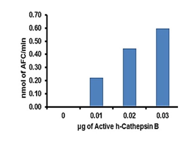 Read more about the article 活性最高的重组人 Cathepsin B 酶