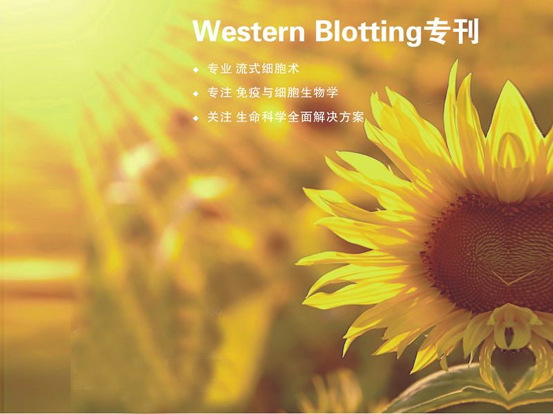 Read more about the article 做Western！找和记娱乐官网app,和记官方平台,和记网址官方生物！