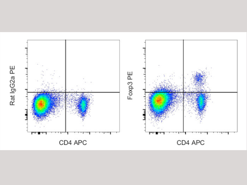 新品发布 | 大鼠Foxp3流式抗体上市了，速来体验吧